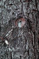 Close up of a tree trunk textured background photo