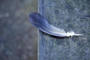 Feather on the ground photo