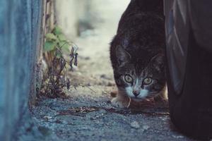 Gray stray cat portrait