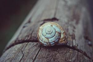 Little white snail in nature photo