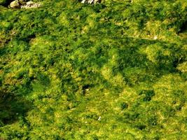 parche de algas o algas para textura o fondo