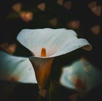 Beautiful white lily calla flower in the spring season photo