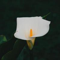 hermosa flor de cala de lirio blanco en la temporada de primavera foto
