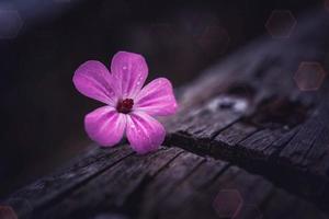 Pink flower in the spring season photo