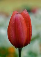 Red pink tulip flowers in the garden in the spring season photo