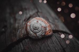 Little white snail in nature photo