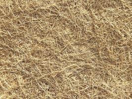 Dried straw for background or texture