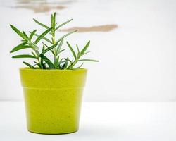 Rosemary plant in pot photo