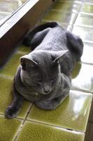 Grey cat lying on tile photo