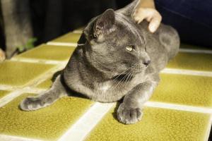 Russian blue cat on tile photo