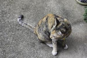 Domestic cat sitting on concrete photo