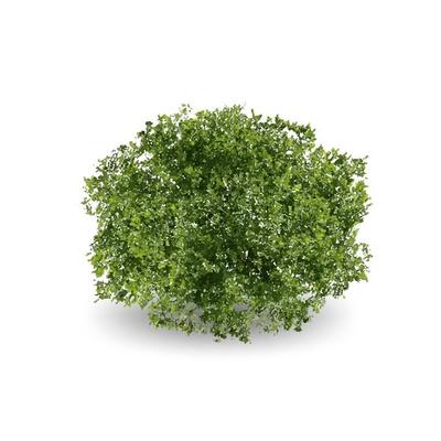 Realistic Tree on white background.