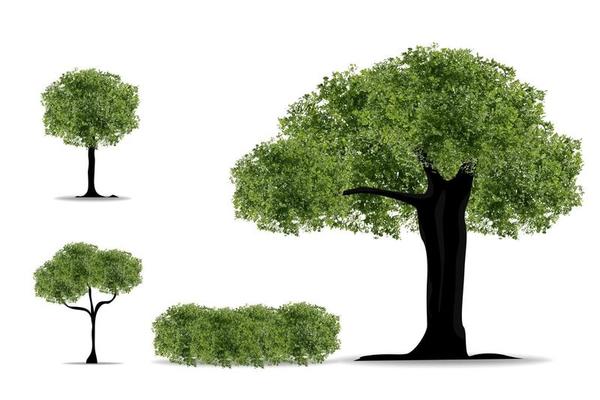 Realistic Tree on white background.