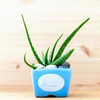 Aloe vera cactus in a blue pot photo