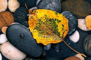 Yellow leaf on stones photo