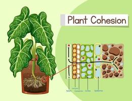 Diagram showing Plant Cohesion vector