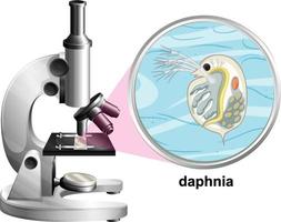 Microscopio con estructura de anatomía de daphnia sobre fondo blanco. vector