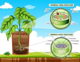diagrama que muestra la estructura del tallo y la raíz vector