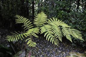 Green fern plant photo