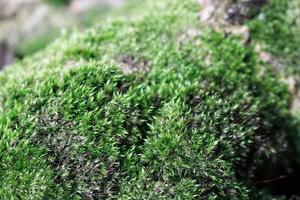 Patch of moss or bryophytes photo