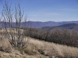 Landscape of bare trees in a field with Bieszczady Mountains in the background in Poland photo