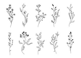 Set of wildflowers. Floral branches. vector