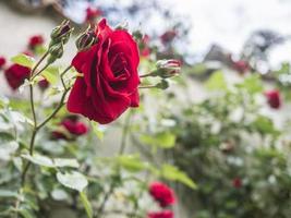 Side view of a red rose in a garden photo