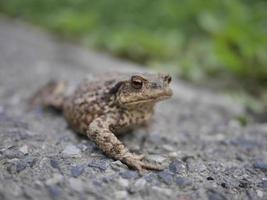 primer plano, de, rana, o, sapo, mirar la cámara foto