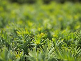 Close-up de pequeñas plantas verdes o arbustos. foto