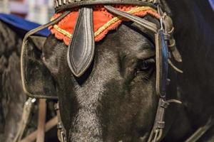 primer plano de la cabeza de caballo foto