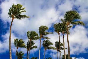 Strong winds sway palm trees photo