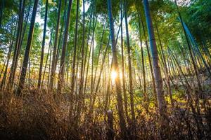 Bamboo trees at Arashiyama, Kyoto, Japan photo