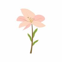 Minimalist fashion photography. Beautiful pink flower with green leaves isolated on white background. Birthday card, Mother's day, Valentine's day, Women's day and Wedding day concept vector