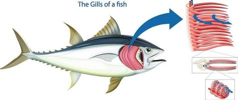 Diagram showing the grills of a fish vector