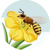 Honeybee on yellow flower on white background vector