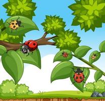 Many ladybug insects in the garden scene vector