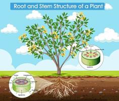 Diagrama que muestra la estructura de la raíz y el tallo de una planta.
