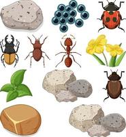 Different types of insect with nature elements vector