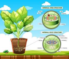 Diagram showing stem and root structure vector