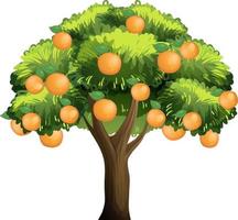 Orange tree isolated on white background vector