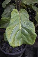 Close up of a plant leaf photo