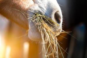 Horse eating grass photo