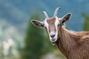 A goat looks at us photo