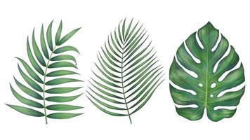 Realistic beautiful tropical leaves vector