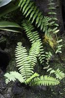 Ferns in the garden photo