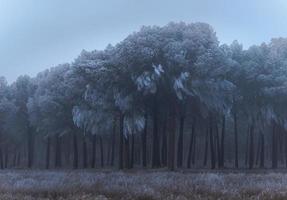 A frozen pine forest one winter morning in Castilla photo