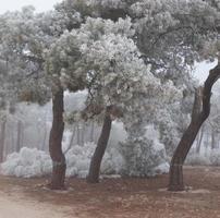 Un bosque de pinos congelado una mañana de invierno en Castilla foto