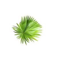 Green leaf of a palm tree isolated on a white background photo