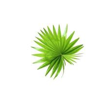 Green leaf of a palm tree isolated on a white background photo