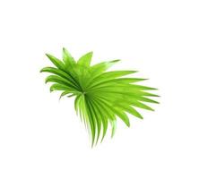 Green leaf of a palm tree isolated on a white background photo